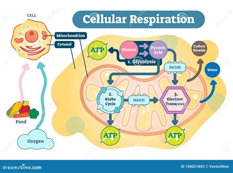 Simple Cellular Respiration