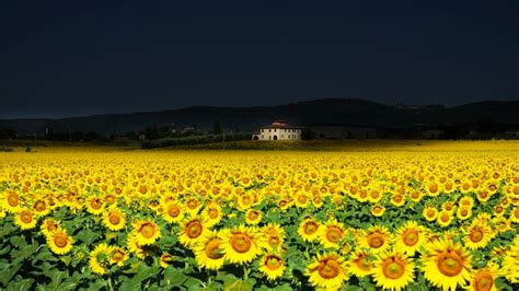 Sunflower Fields 5k Wallpaper,HD Flowers Wallpapers,4k Wallpapers ...