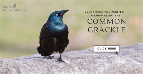 Common Grackle: Bird Identification, Habits, Facts, Nesting - Bird Informer