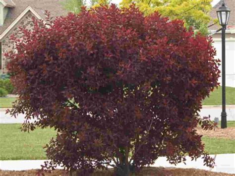 Purpleleaf Sand Cherry Container Breezy Hill Nursery Main