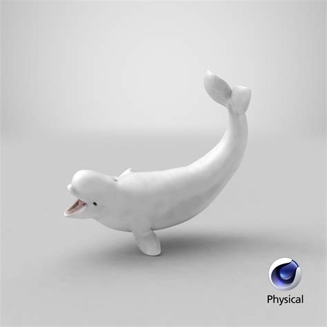 Beluga Whale Young Playful Pose 3d Model 99 3ds Blend C4d Fbx