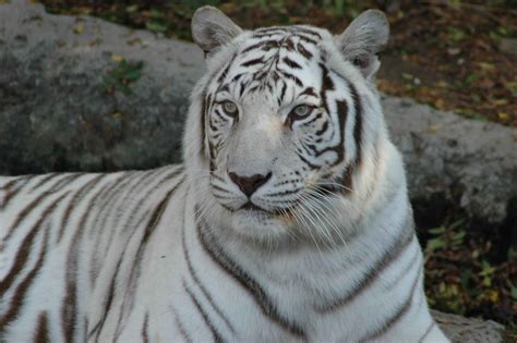 Facts About White Tigers The Truth Behind White Tigers Living Wild