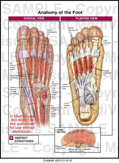 Anatomy of the Foot - Medivisuals Inc.