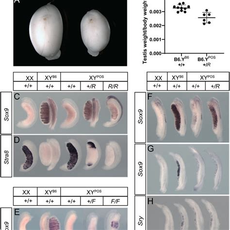 Rescue Of B6 Y POS Gonadal Sex Reversal By Genetic Ablation Of Rspo1