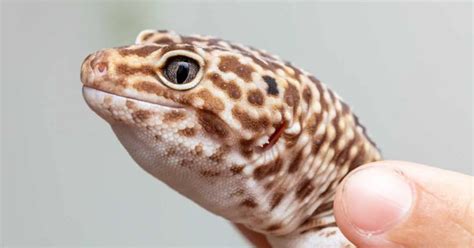 Leopard Gecko Behavior - AnimalBehaviorCorner