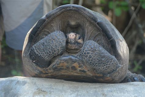 She Lives Fernandina Giant Tortoise A Species Thought Extinct For A