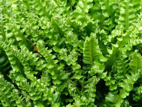 Asplenium Scolopendrium Cristatum