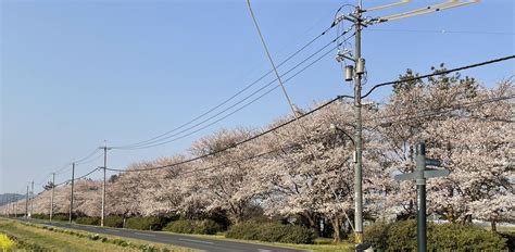 上定昭仁うえさだあきひと On Twitter 松江市東出雲町内・中海干拓地の桜が見頃を迎えています！