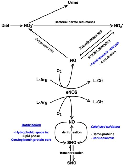 1 Representation of vascular nitric oxide (NO) formation and metabolism ...