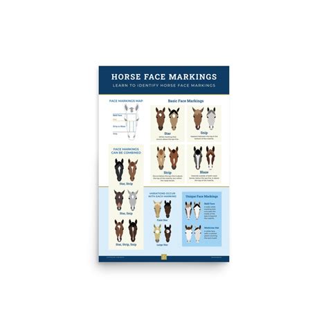 Horse Face Markings Poster - Etsy