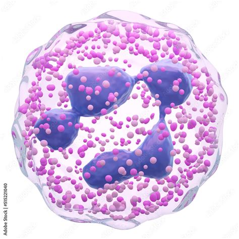 Neutrophil Polymorphonuclear Pmn White Blood Cells With