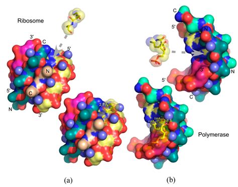 Life Special Issue The Origins And Early Evolution Of Rna