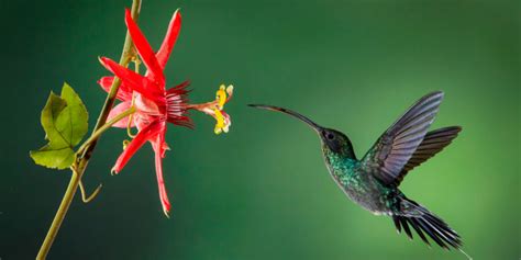 Bird Species And The Sounds They Make Nature Speakz