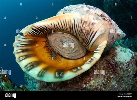 Sea Shell Triton Underwater Ocean Sea Scuba Diving Marine Life