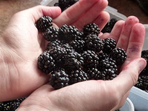 Blackberry Vs Black Raspberry Whats The Difference Huffpost