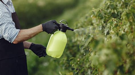 5 Usos Del Bicarbonato De Sodio Para El Cuidado De Tus Plantas Casadebricolaje