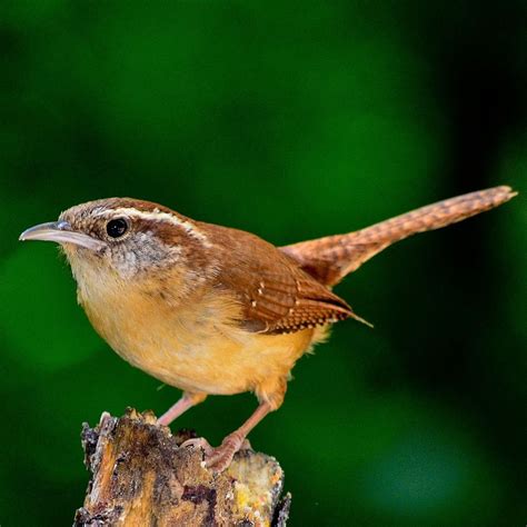 Small garden birds UK guide: from Blue Tits to Robins - Bird Barn