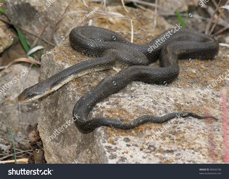 Large Black Snake Crawling Over Rocks Stock Photo 98540198 Shutterstock