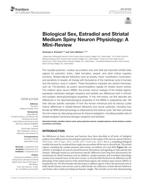 Pdf Biological Sex Estradiol And Striatal Medium Spiny Neuron