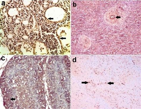 (a-c): bursa of Fabricius, (a): marked lymphoid depletion with cystic... | Download Scientific ...