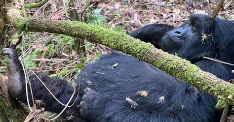 4 Tage Ruanda Uganda Gorilla Trekking Tour Erlebnis GetYourGuide