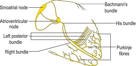 Sistema Di Conduzione Del Cuore Biopills