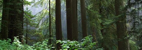 Del Norte Coast Redwoods State Park, North California