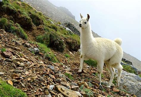 Llama | Description, Habitat, Diet, & Facts | Britannica