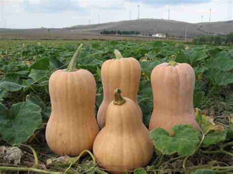 La Coltivazione Della Zucca Nell Orto E Le Variet Pi Originali