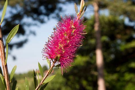 Callistemon Andmauve Mistand Bottlebrush Andmauve Mistand Conservatory