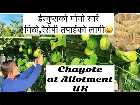 Chayote At Allotment Vegetables Garden Uk Iskush Ko Momo Full Recipe