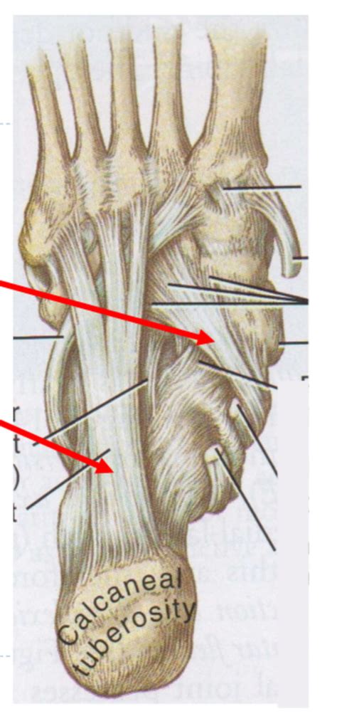 Foot ligaments Diagram | Quizlet