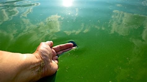 Junin Alerta Roja Por La Presencia De Cianobacterias En La Laguna De