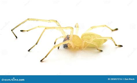 Black Footed Or The American Yellow Agrarian Sac Spider