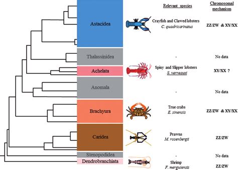 Decapod Phylogeny With Chromosomal Mechanism Of Sex Determination