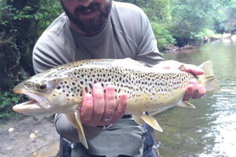 Brown Trout From Noontootla Creek Farms Picture Of Noontootla Creek