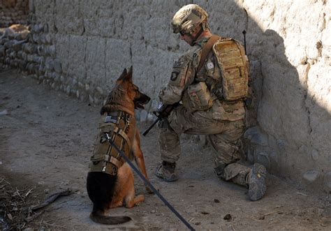 Us Air Force Working Dog In Afghanistan Military Working Dogs