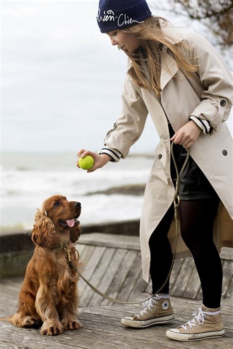 Chien De Race Cocker Anglais Photographie Canine Collier Harnais Et