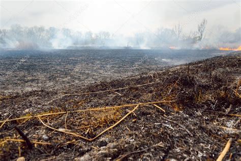 Incendios Forestales Furiosos Quema Hierba Seca Ca A A Lo Largo Del