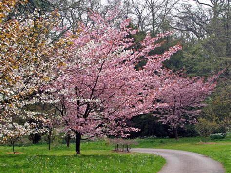 Batsford Arboreteum Cotswold Tours Travel