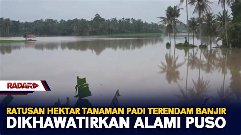 Ratusan Hektar Tanaman Padi Terendam Banjir Dikhawatirkan Alami Puso