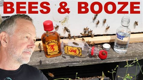 Beekeeping Is It True That If Bees Drink Alcohol They Arent Allowed