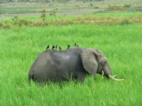 Elephant and Birds | Zen Travellers