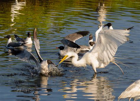 Assateague Island Wildlife Images Assateague Island National Seashore