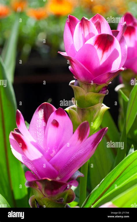 Pink Curcuma Alismatifolia Or Siam Tulip Stock Photo Alamy