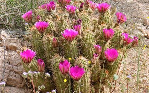 Echinocereus Engelmannii Hedgehog Cactus Southwest Desert Flora