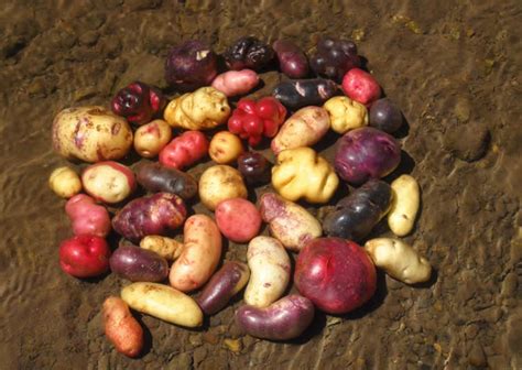 Peelin’ Good The Wild World Of Peruvian Potato Varieties