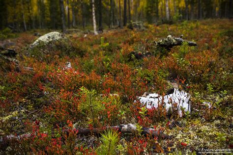 urho kekkonen national park finland ansermoz photography