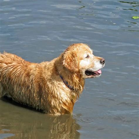 Golden Retriever Ear Infection: Symptoms, Causes, & Treatment – Golden Hearts