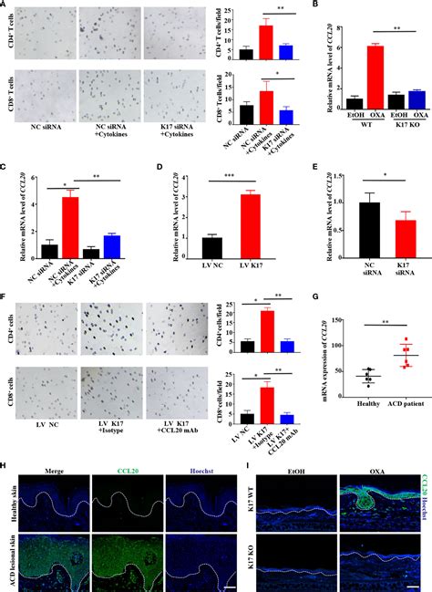 Frontiers Keratin 17 Promotes T Cell Response In Allergic Contact